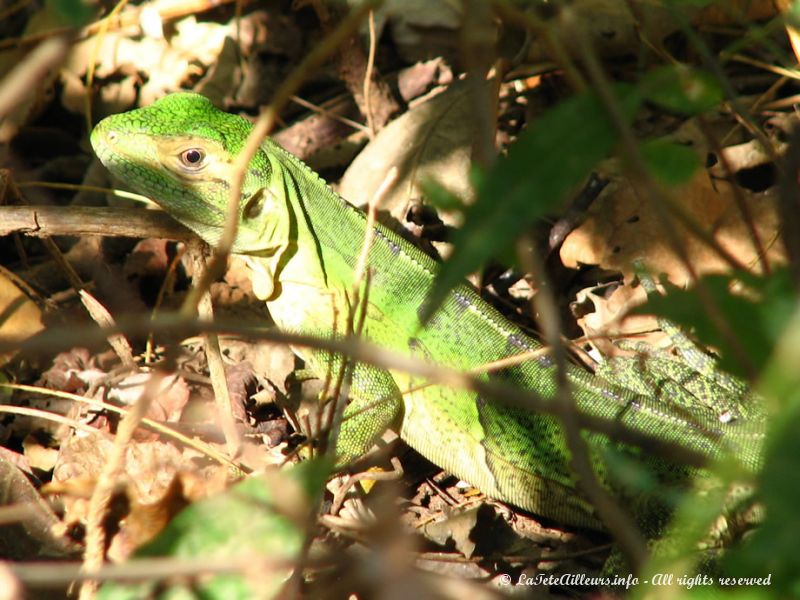 ... comme par exemple ce très beau lézard vert