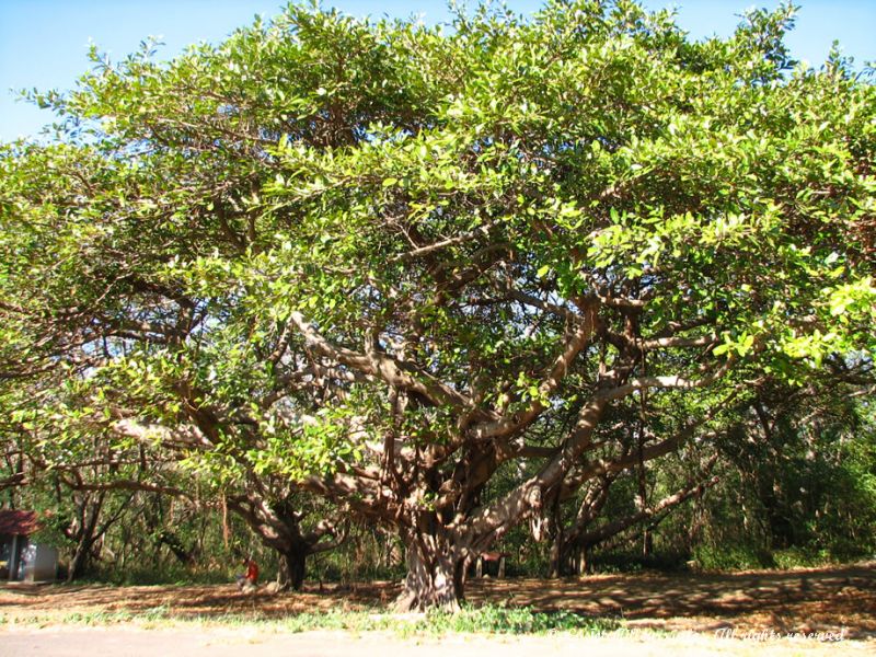 Certains arbres sont vraiment énormes