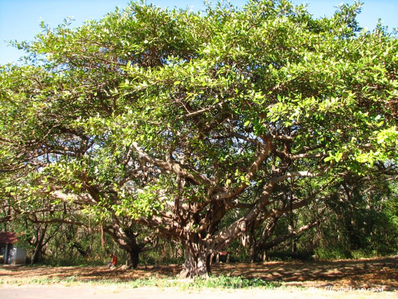 Certains arbres sont vraiment énormes