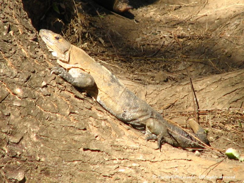 Les forêts sèches de Santa Rosa abritent de nombreux iguanes