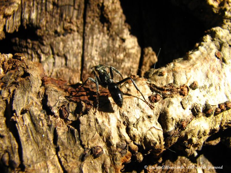 Et pendant que Rebecca prépare l'itinéraire, O'Live observe les (énormes) fourmis du coin