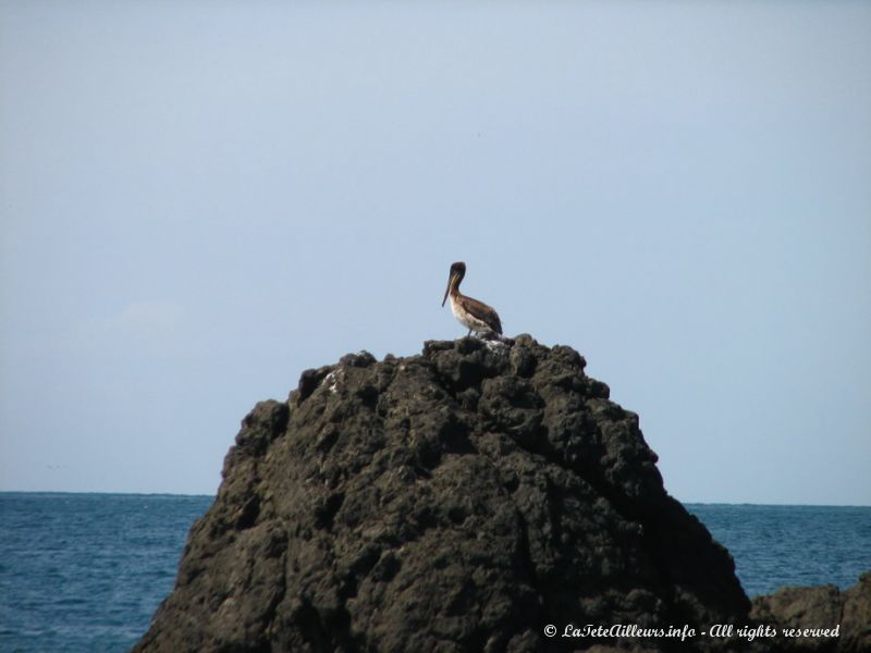 Un pélican