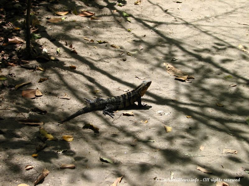 Un iguane traversant tranquillement la plage