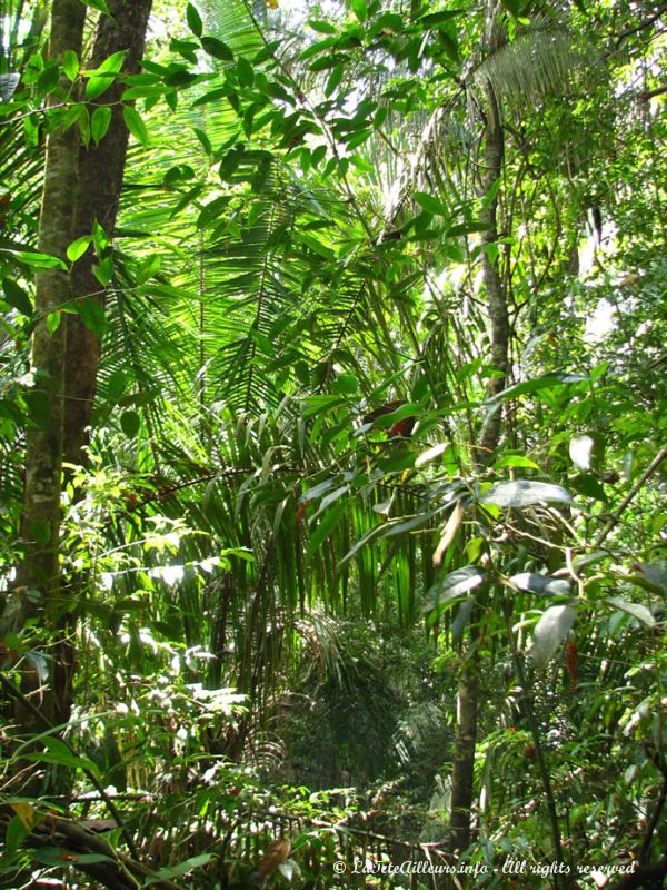 La forêt tropicale du parc Manuel Antonio