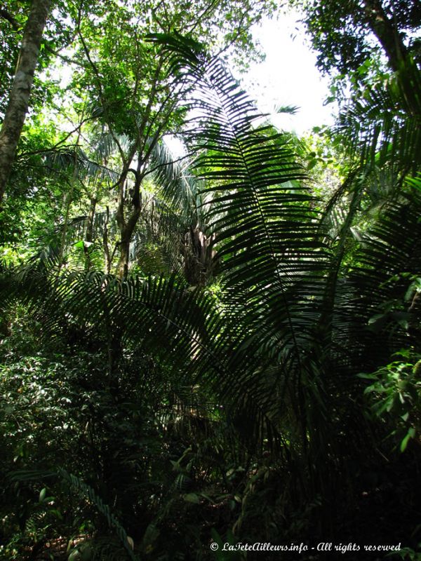 Très humides, ces forêts abritent de nombreuses espèces végétales