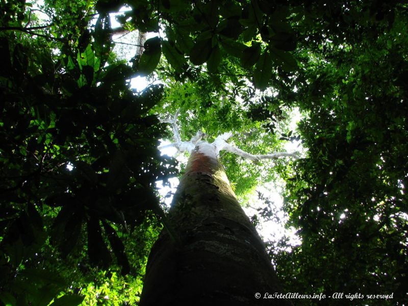 Certains arbres sont immenses !