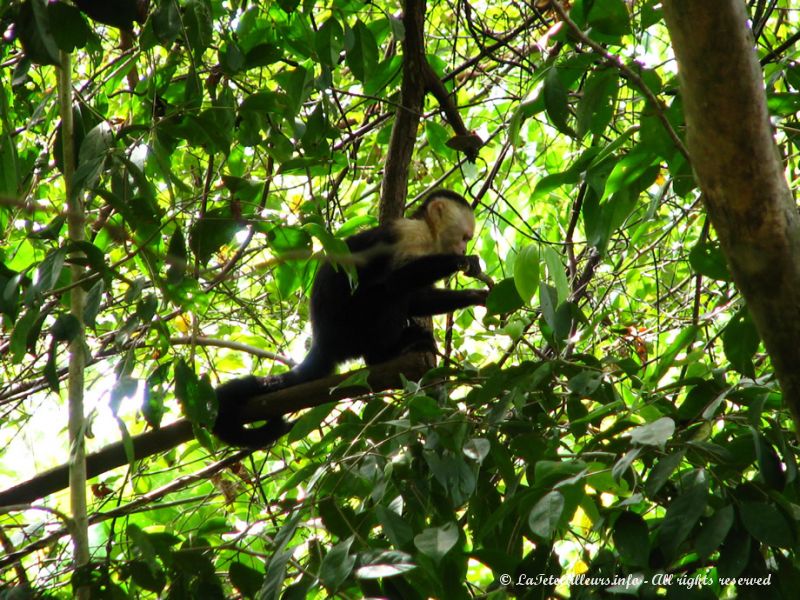 Un autre petit singe à tête blanche