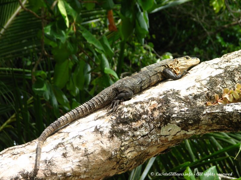 Un iguane, impassible sur sa branche