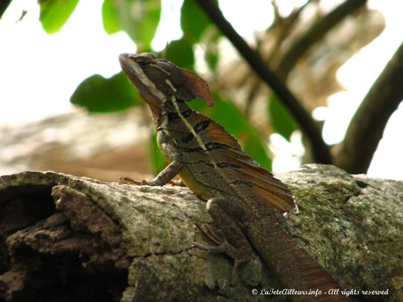 Un très joli lézard