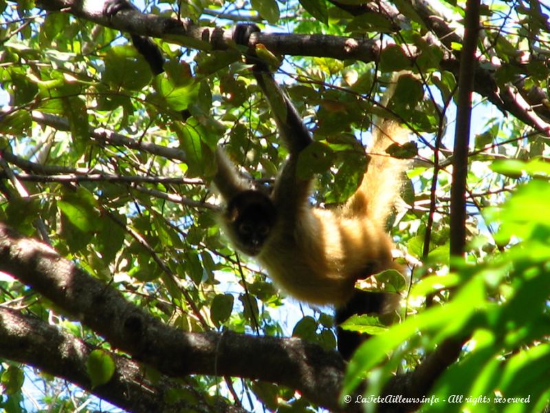 Un singe araignée bien curieux