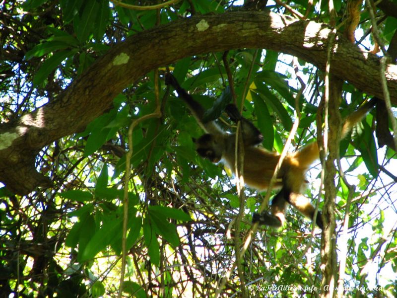 Un singe araignée, encore plus à l'aise que Tarzan pour sauter de liane en liane