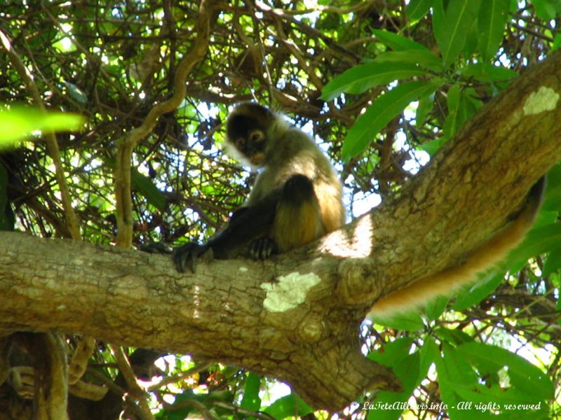 Ces singes ont vraiment quelque-chose... d'humain