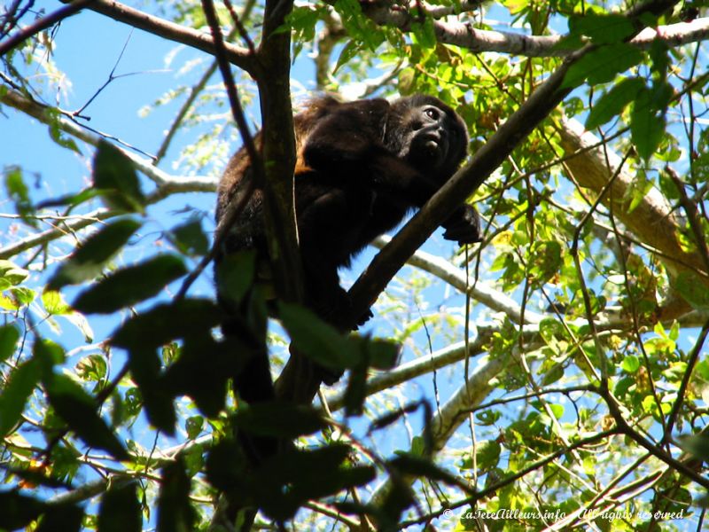 Un singe hurleur