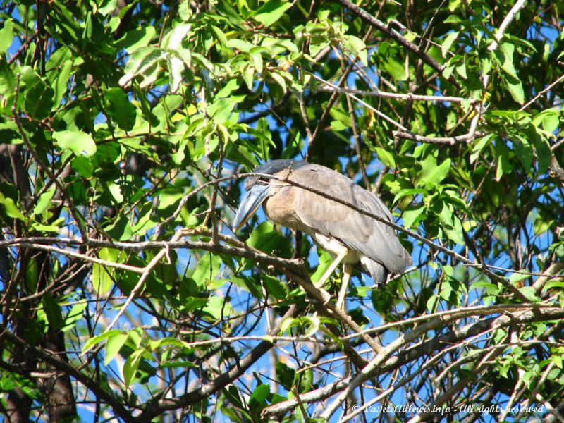 Un oiseau typique des milieux lacustres d'Amérique Centrale