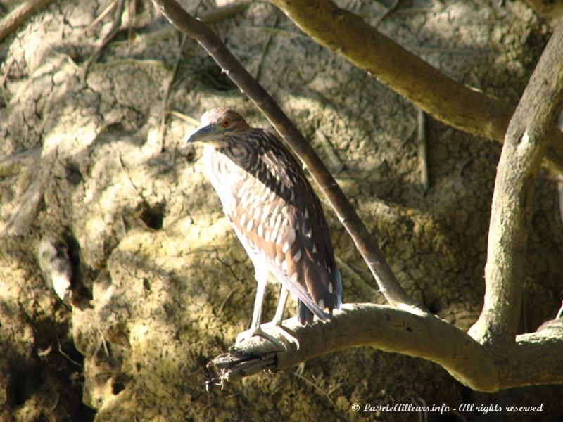 Le parc de Palo Verde abrite un nombre incroyable d'espèce d'oiseaux