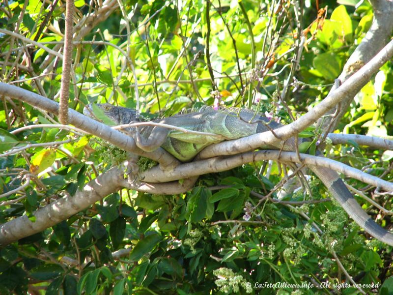 Un superbe iguane