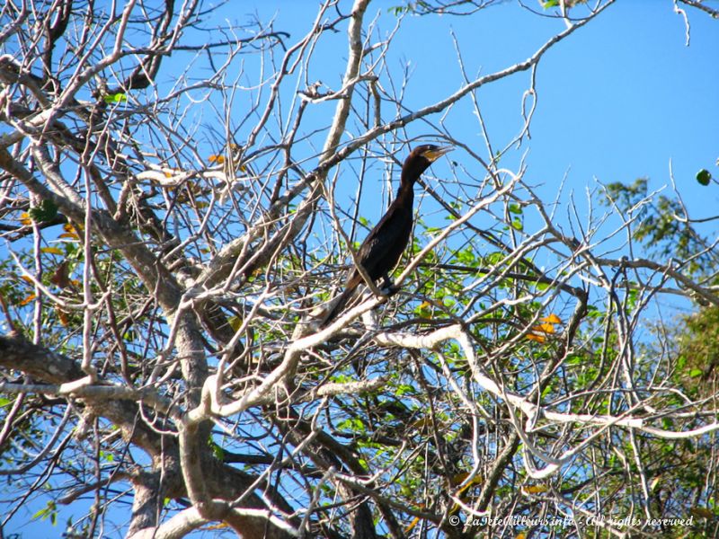 Un cormoran