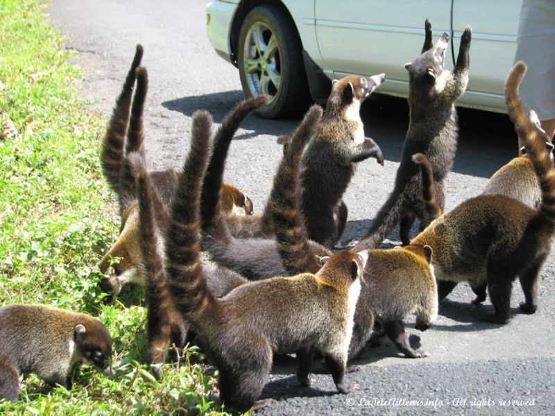 Mais arrêtez de les nourrir !!!