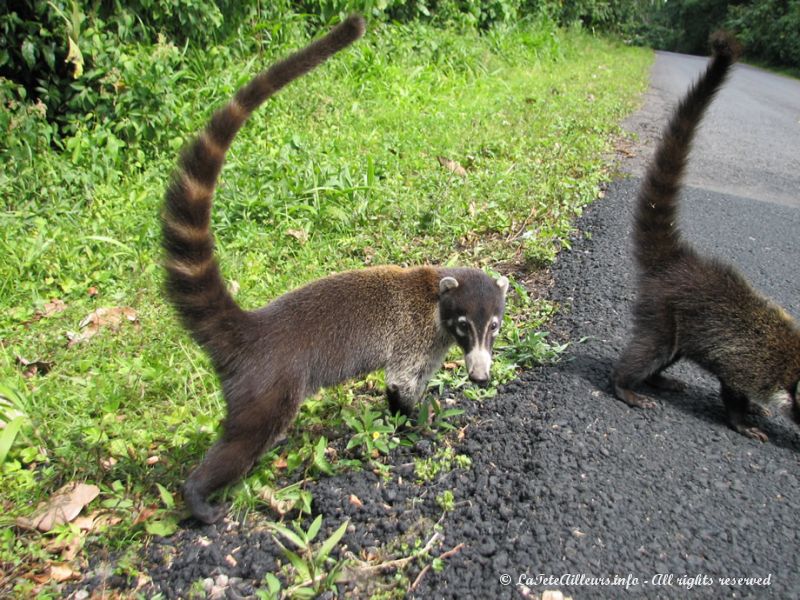 Quels étranges animaux 