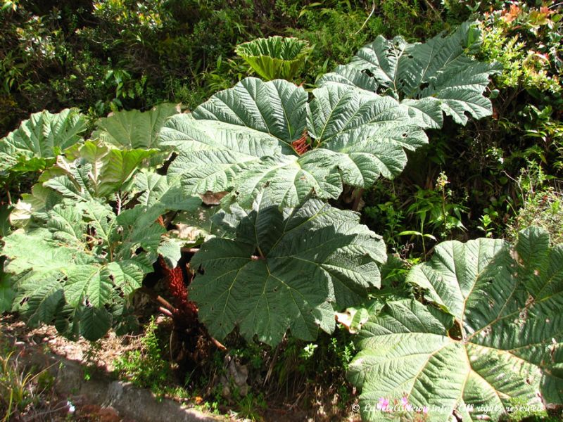 Plantes visibles sur les sentiers de randonnée