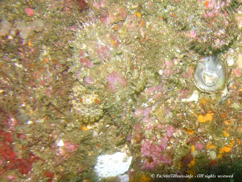 Un poisson scorpion (si si, cherchez bien...)