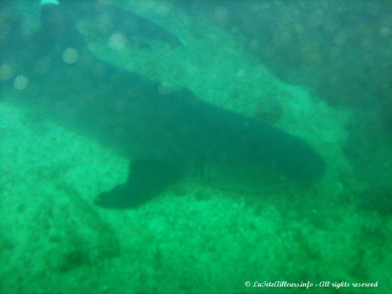 Notre premier requin à pointes blanches !!!