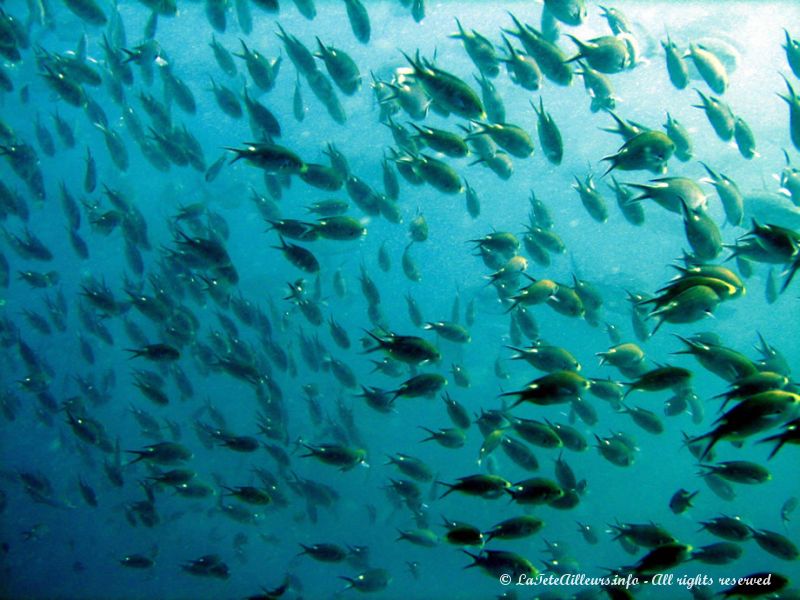 On croisera de nombreux bancs de poissons