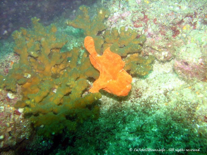 Pour se camoufler, ce poisson aux formes bizarres prend l'apparence du corail