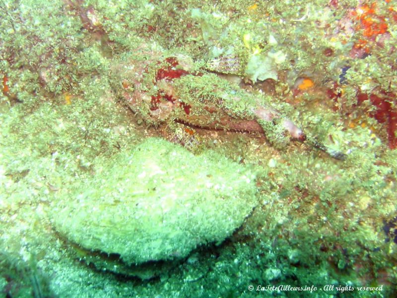 Encore un poisson scorpion