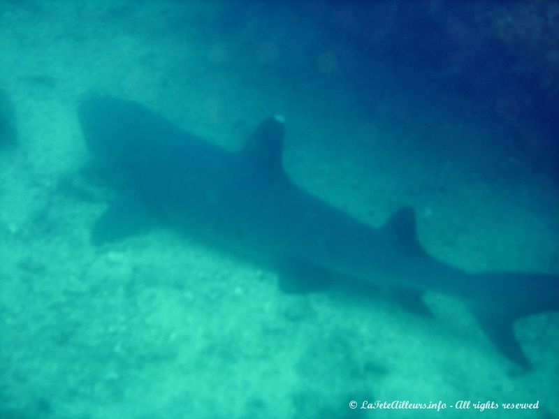 Un requin à pointes blanches, cool !