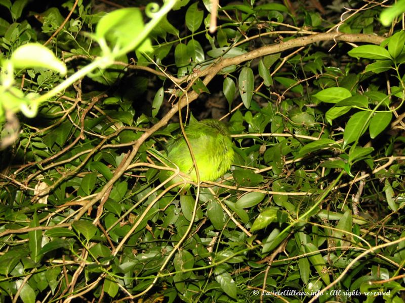 Un toucanet vert faisant la sieste