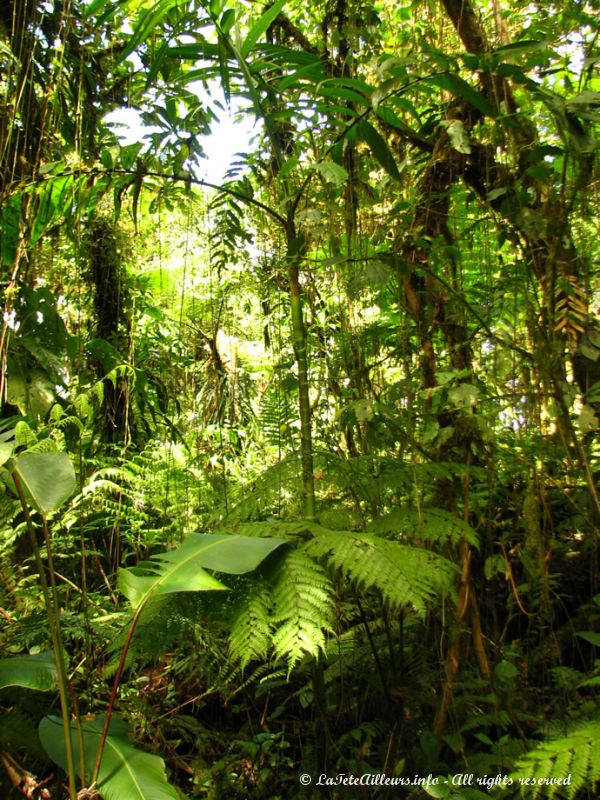 La forêt pluvieuse est le royaume des mousses, lychens et fougères