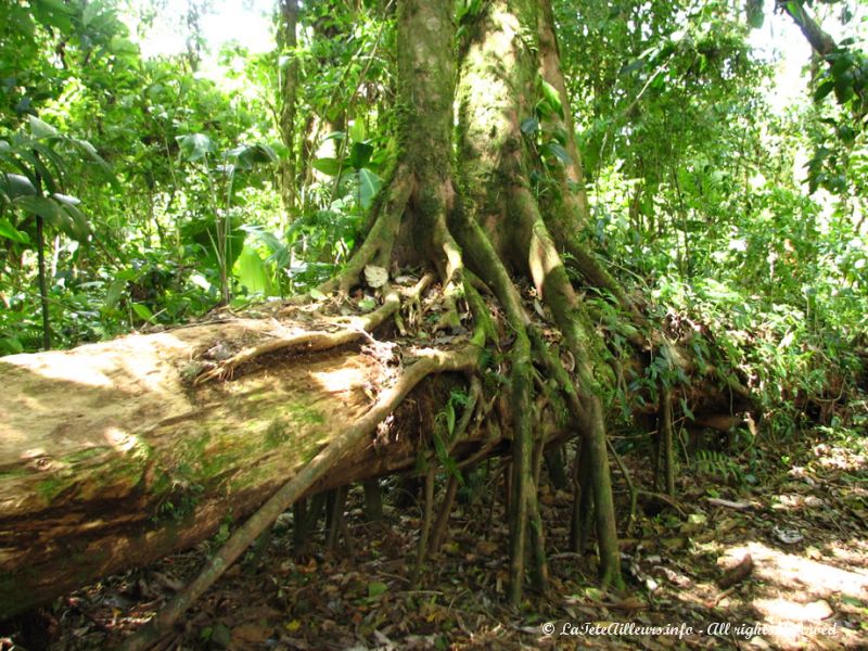 Dans ces forêts denses, les arbres poussent partout où ils le peuvent