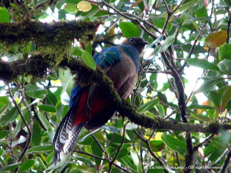 Un quetzal, l'oiseau mythique des Mayas !