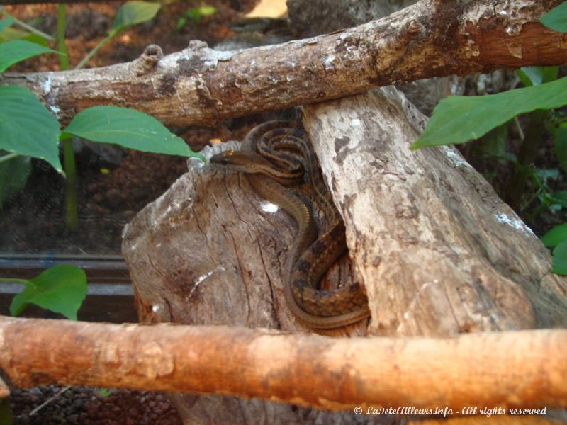 Pas de chance, il nous faut aller au serpentarium pour pouvoir voir des serpents