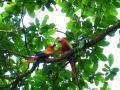 De nombreux aras rouges vivent dans les forêts du Corcovado