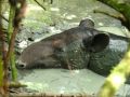 Un tapir se repose dans une flaque de boue