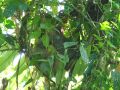 Un gros paresseux, bien camouflé dans son arbre