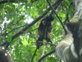 Un singe hurleur avachi sur sa branche