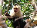 Un joli petit singe à tête blanche