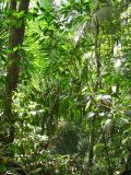 La forêt tropicale du parc Manuel Antonio