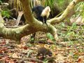 A Manuel Antonio, de nombreux animaux cohabitent, comme ce singe à tête blanche et ce raton-laveur