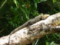 Un iguane, impassible sur sa branche