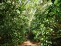 Le sentier menant au belvédère traverse une belle forêt tropicale