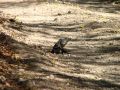 A Palo Verde, c'est au bord des chemins que l'on croise les iguanes !