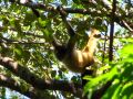 Un singe araignée bien curieux