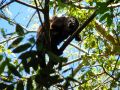 Un singe hurleur