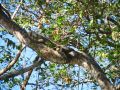 Au bord de la rivière, c'est dans les arbres que les iguanes préfèrent se faire bronzer