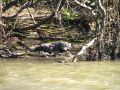 De nombreux crocodiles peuplent également les rives de cette rivière