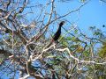 Un cormoran